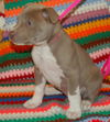 Zulee the Puppy