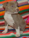 Zulee the Puppy