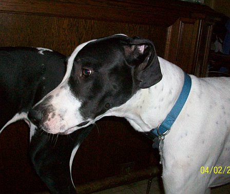 Harley the Great Dane
