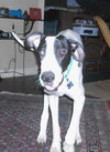 Harley the Great Dane