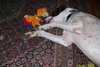 Harley the Great Dane