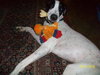 Harley the Great Dane