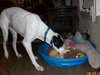 Harley the Great Dane