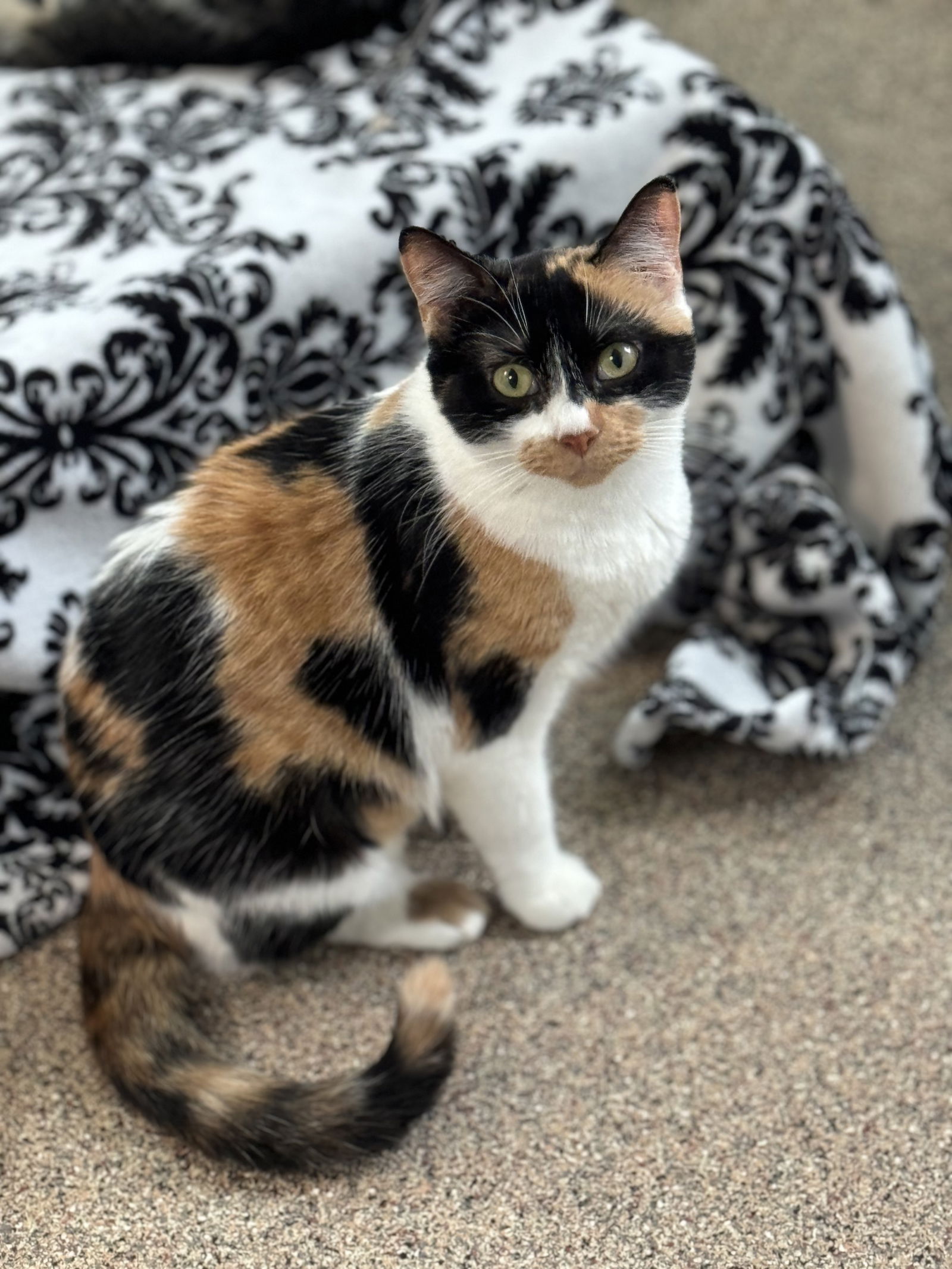 adoptable Cat in Sanford, FL named Cascade