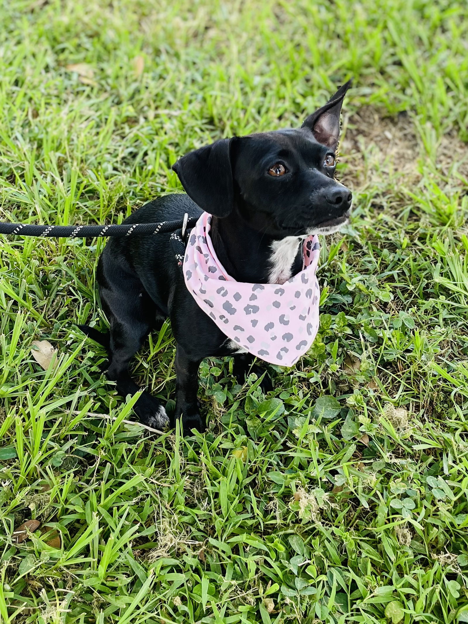 adoptable Dog in Sanford, FL named Peppercorn *FH