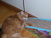Opie