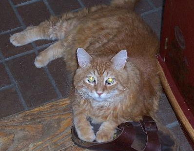 Opie