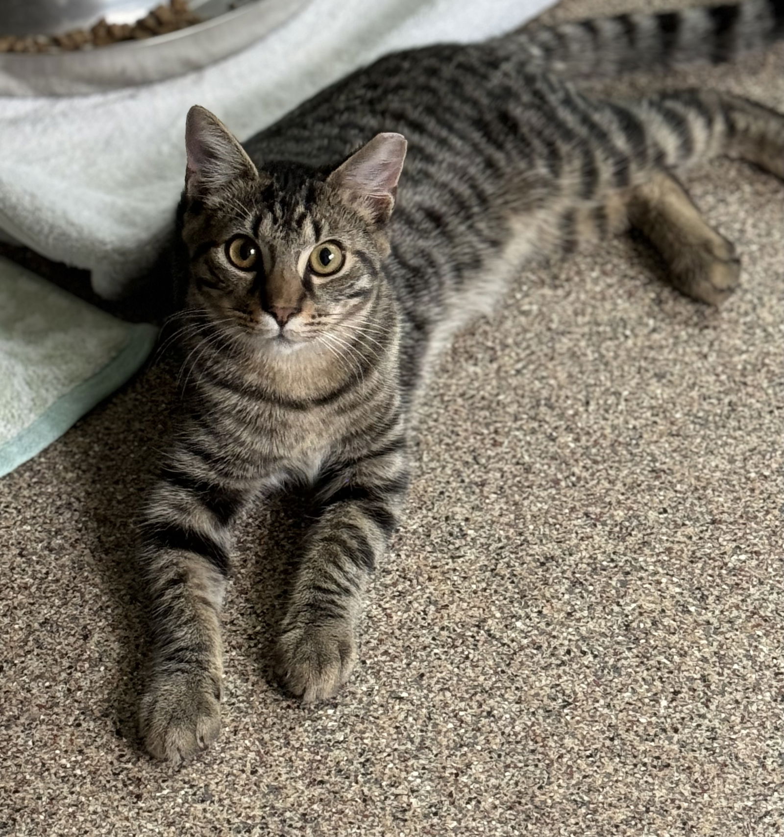 adoptable Cat in Sanford, FL named Jackson