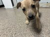 Gilligan the PUPPY