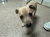 Gilligan the PUPPY