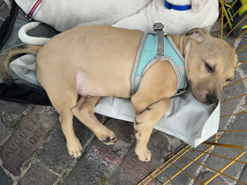 Gilligan the PUPPY