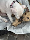 Gilligan the PUPPY