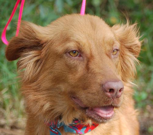 Rhonda the Red Golden
