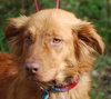 Rhonda the Red Golden