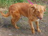 Rhonda the Red Golden