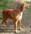 Rhonda the Red Golden
