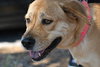 Capri the Friendly Girl