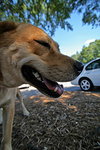 Capri the Friendly Girl