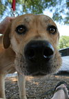 Capri the Friendly Girl