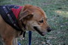 Capri the Friendly Girl