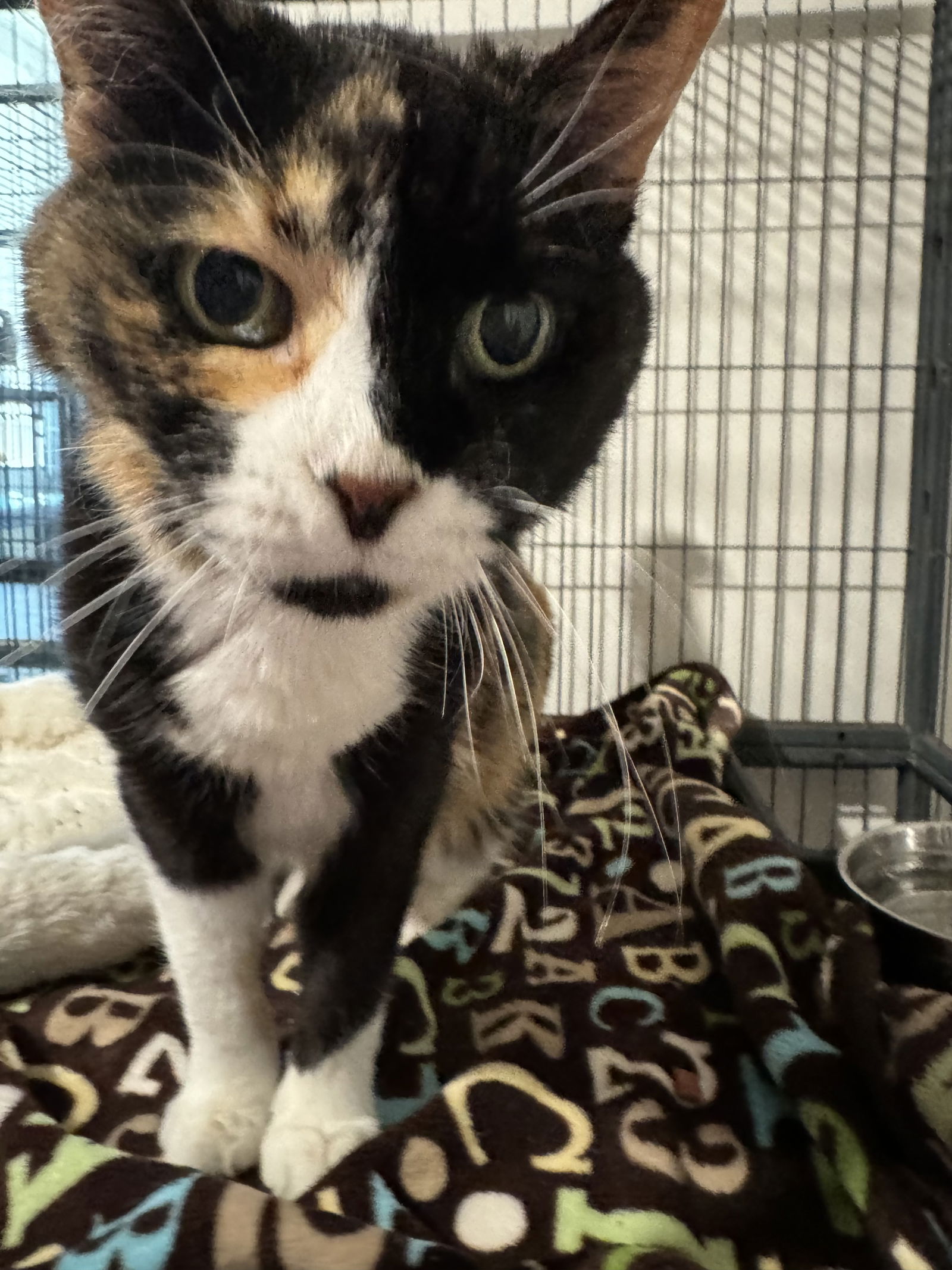 adoptable Cat in Sanford, FL named Harriett