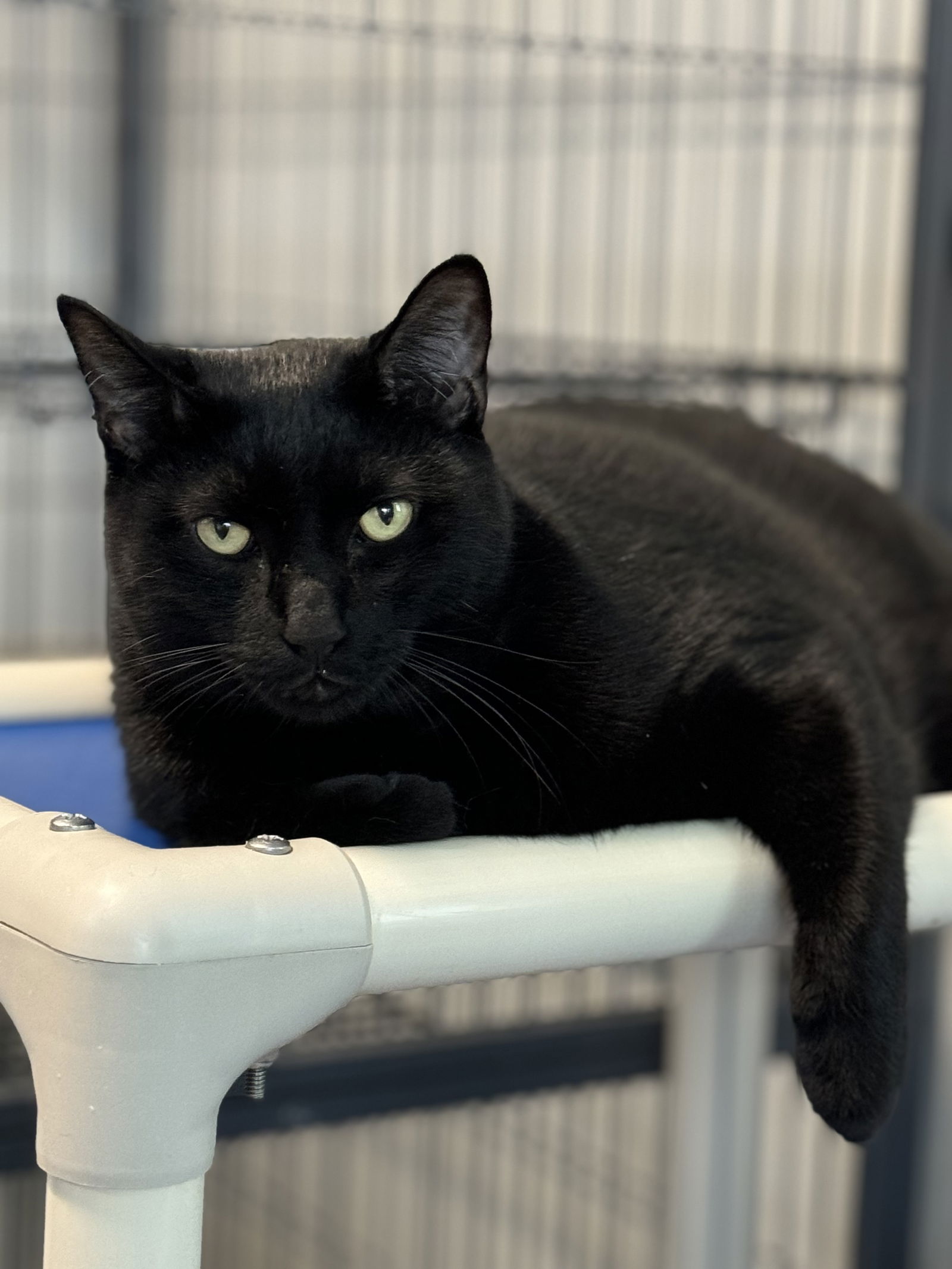 adoptable Cat in Sanford, FL named Leeward