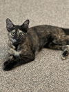 adoptable Cat in Sanford, FL named Hummingbird