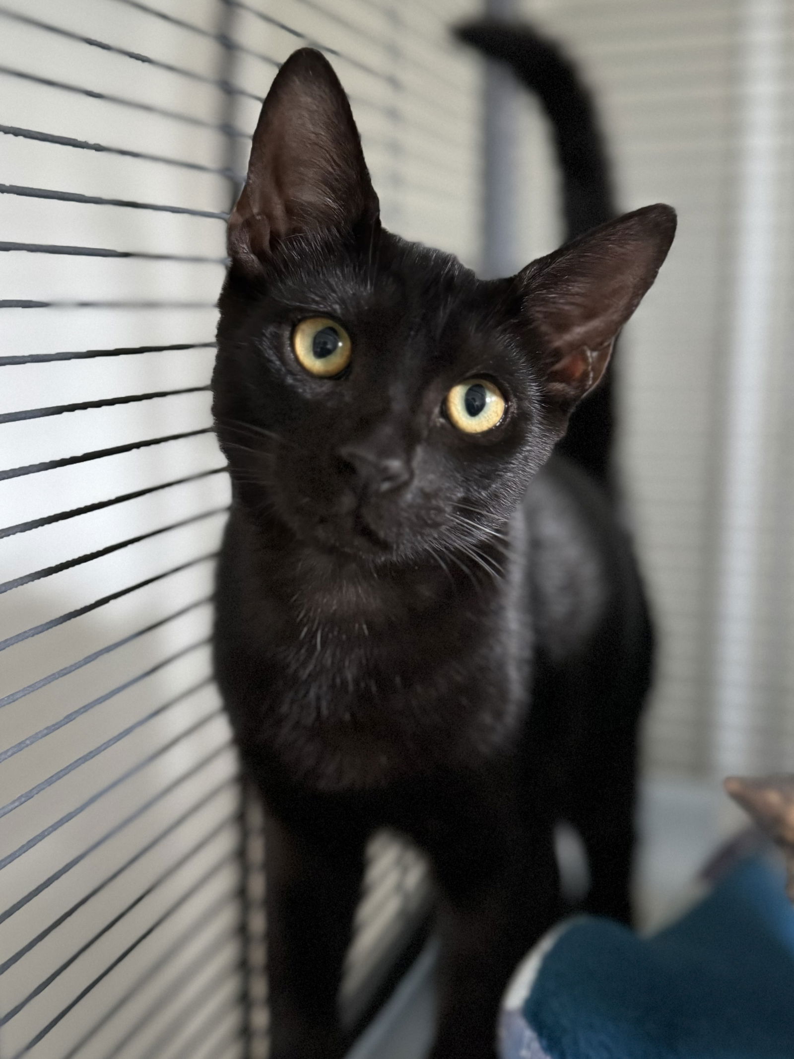 adoptable Cat in Sanford, FL named Mallard