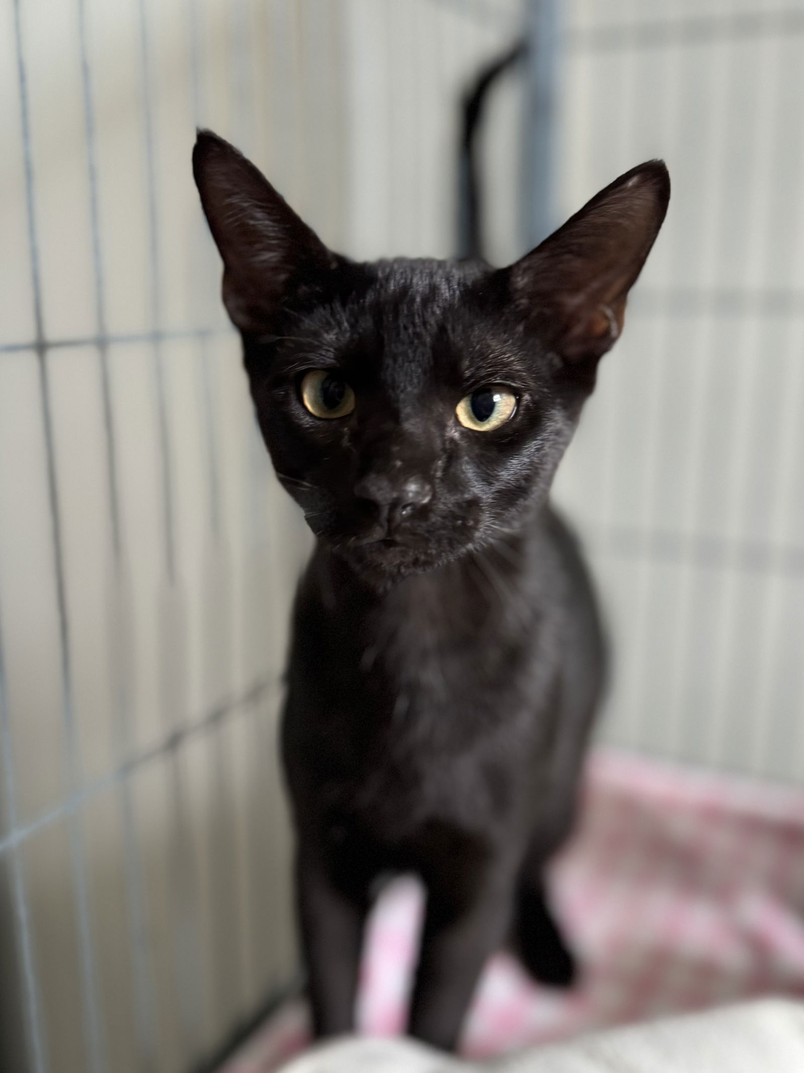 adoptable Cat in Sanford, FL named Cardinal