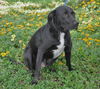 Bo the Sweet Black Lab