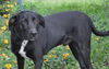 Bo the Sweet Black Lab