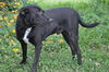 Bo the Sweet Black Lab