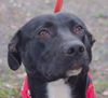 Bo the Sweet Black Lab