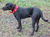 Bo the Sweet Black Lab