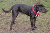 Bo the Sweet Black Lab