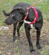 Bo the Sweet Black Lab