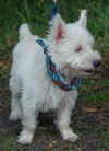 Dodger the Westie