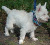 Dodger the Westie