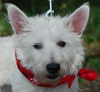 Buster the Westie