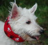 Buster the Westie