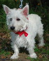 Buster the Westie
