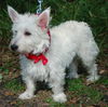 Buster the Westie