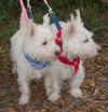 Buster the Westie