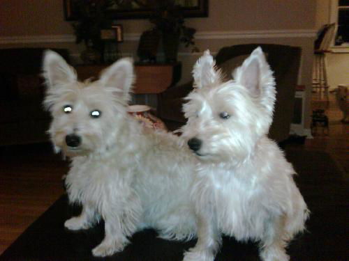 Buster the Westie