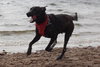 Moses the Lab