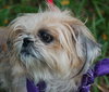 Jennie the Shih Tzu