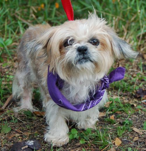 Jennie the Shih Tzu