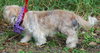 Jennie the Shih Tzu