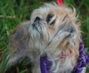 Jennie the Shih Tzu