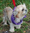 Jennie the Shih Tzu